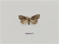 藏品(淡帶波紋蛾)的圖片